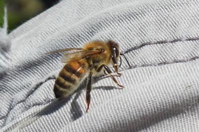 Apis mellifera
