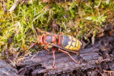 Vespa crabro
