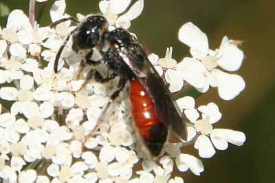 Sphecodes monilicornis