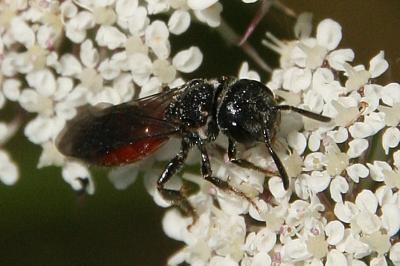 Sphecodes monilicornis