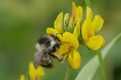 Bombus sylvarum