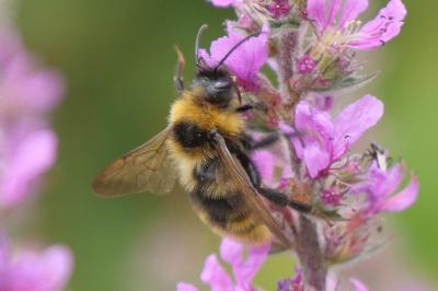 Bombus campestris