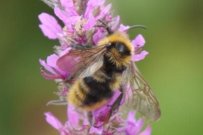 Bombus campestris
