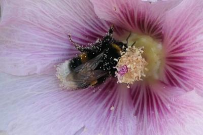 Bombus terrestris