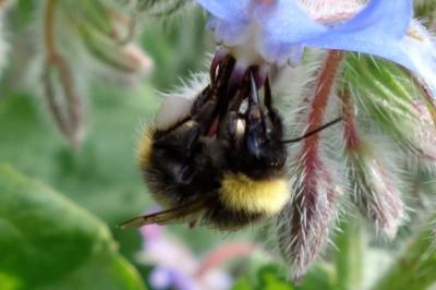 Bombus pratorum