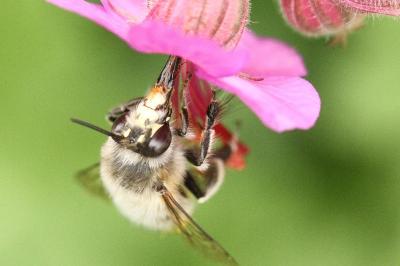 <i>Anthophora plumipes</i>