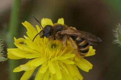 <i>Halictus scabiosae</i>