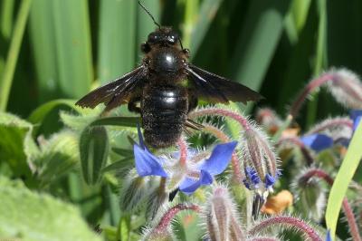 <i>Xylocopa violacea</i>