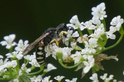 <i>Lestica clypeata</i>