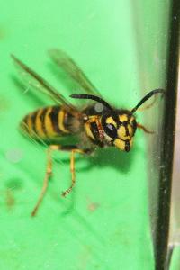 <i>Vespula vulgaris</i>