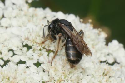 <i>Andrena</i>