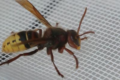 <i>Vespa crabro</i>