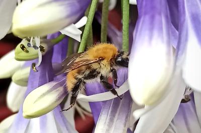 <i>Bombus</i>