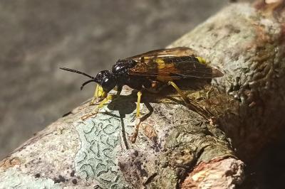 <i>Macrophya</i>