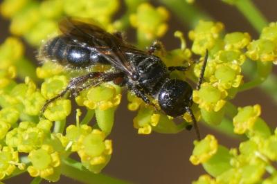 <i>Tiphia femorata</i>