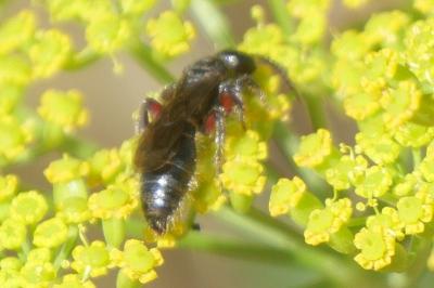 <i>Tiphia femorata</i>
