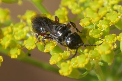 <i>Tiphia femorata</i>