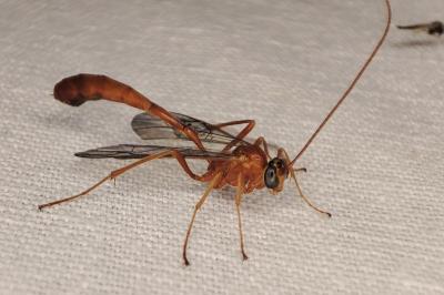 <i>Enicospilus</i>