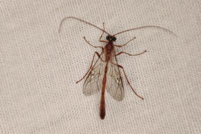 <i>Enicospilus</i>