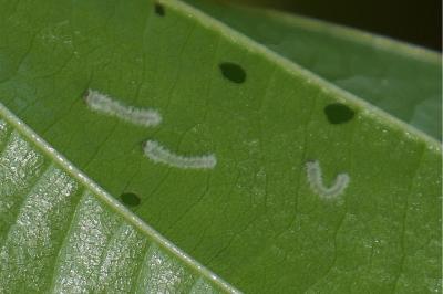 <i>Eriocampa ovata</i>