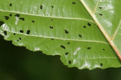 <i>Eriocampa ovata</i>