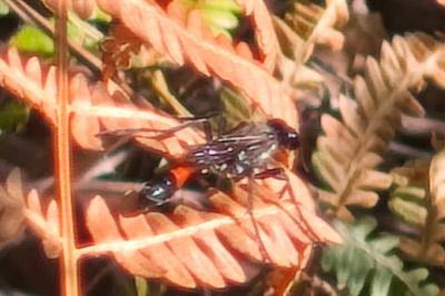 <i>Ammophila sabulosa</i>
