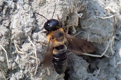 <i>Megachile sculpturalis</i>