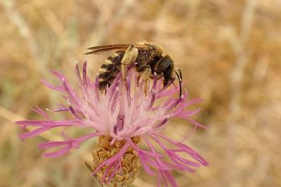 <i>Halictus scabiosae</i>