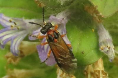 <i>Arge ochropus</i>