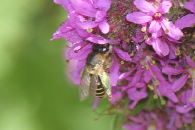 <i>Melitta nigricans</i>