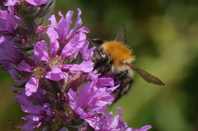 <i>Bombus pascuorum</i>
