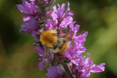 <i>Bombus pascuorum</i>