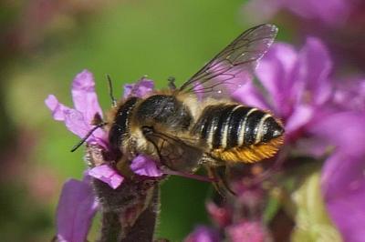 <i>Megachile centuncularis</i>