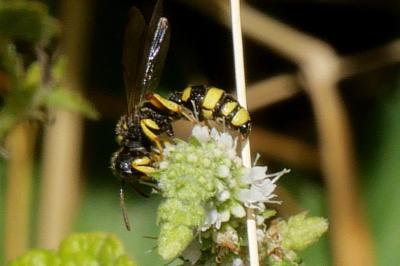 <i>Cerceris rybyensis</i>
