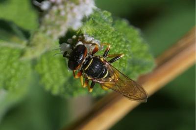 <i>Philanthus triangulum</i>