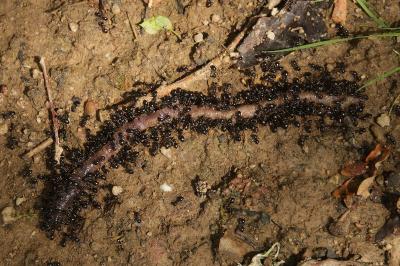Lasius fuliginosus