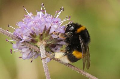 Bombus terrestris