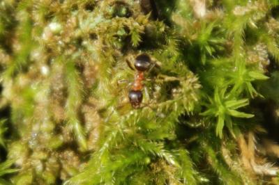 Lasius emarginatus