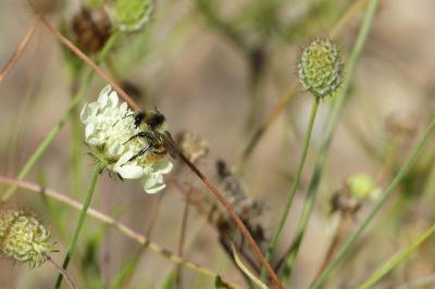 Bombus sylvarum