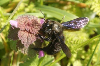 Xylocopa violacea