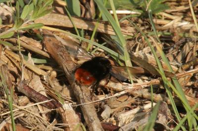 Bombus lapidarius