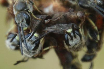 Lasioglossum albipes