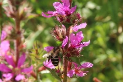 Melitta nigricans
