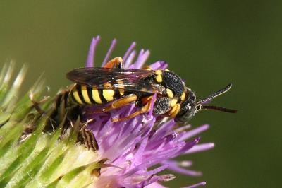 Nomada flavopicta