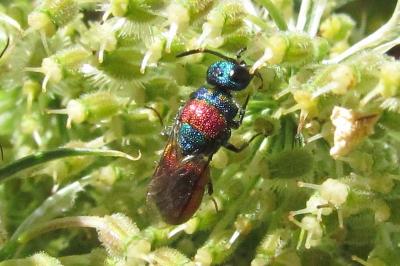 Chrysididae