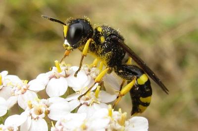 Crabronidae