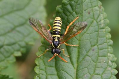 Tenthredo scrophulariae