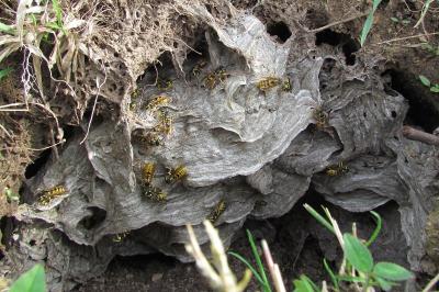 Vespula germanica