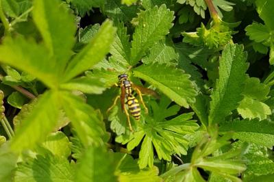 Polistes dominula