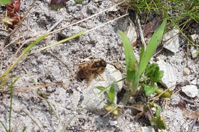 Halictus scabiosae
